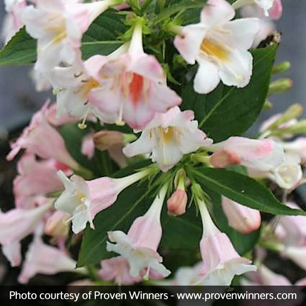 Sonic Bloom&reg; Pearl Reblooming Weigela