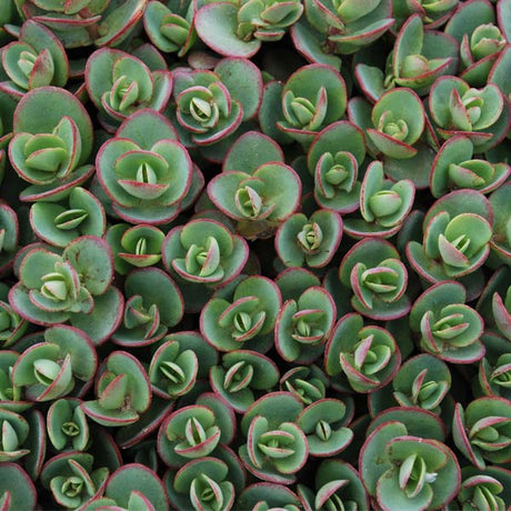 Lime Zinger Sedum