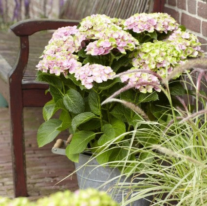 Everlasting&trade; Amethyst Hydrangea