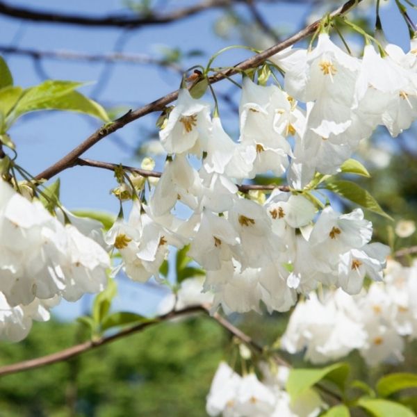 Audubon&reg; Native Carolina Silverbell