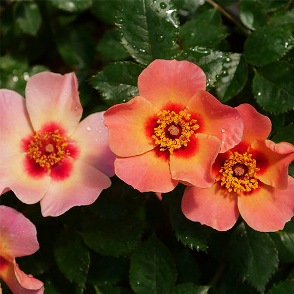 Ringo All-Star&trade; Shrub Rose