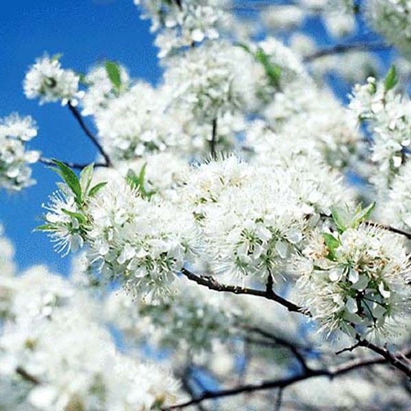 Native American Plum