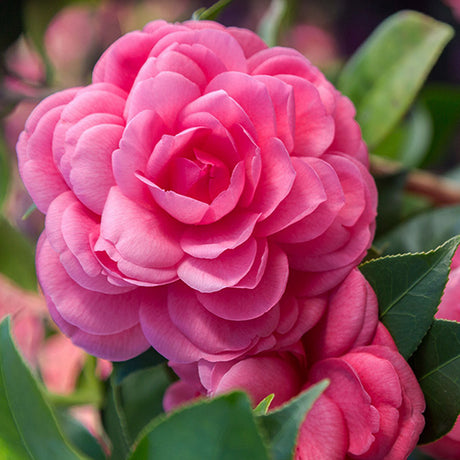 Early Wonder&reg; Camellia