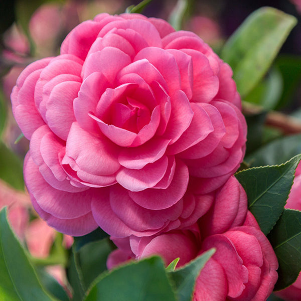 Early Wonder&reg; Camellia