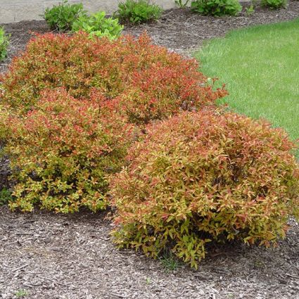 Flaming Mound Spirea