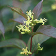 Kodiak&reg; Red Bush Honeysuckle