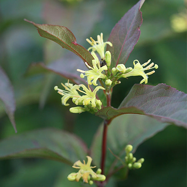 Kodiak&reg; Red Bush Honeysuckle