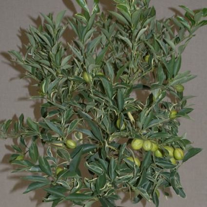 Centennial Variegated Kumquat Tree