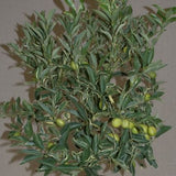 Centennial Variegated Kumquat Tree