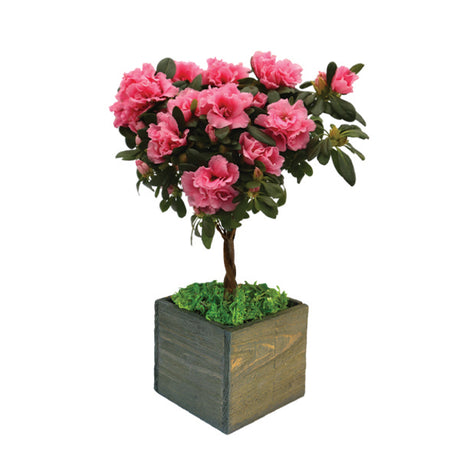 Just Because Pink Florist Azalea Topiary