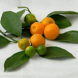 Calamondin Orange Tree