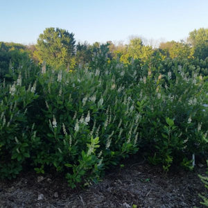 Sixteen Candles Summersweet