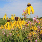 Yellow Coneflower