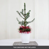 Norway Spruce Tabletop Christmas Tree