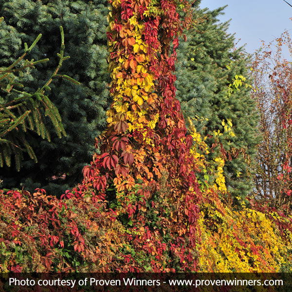 Red Wall&reg; Virginia Creeper