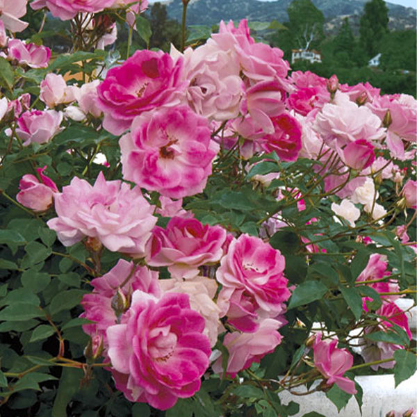 Brilliant Pink Iceberg Rose Tree