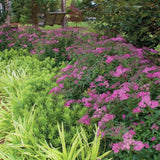 Little Bonnie&trade; Dwarf Spiraea