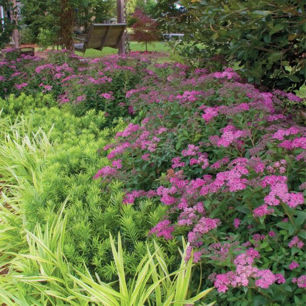 Little Bonnie&trade; Dwarf Spiraea