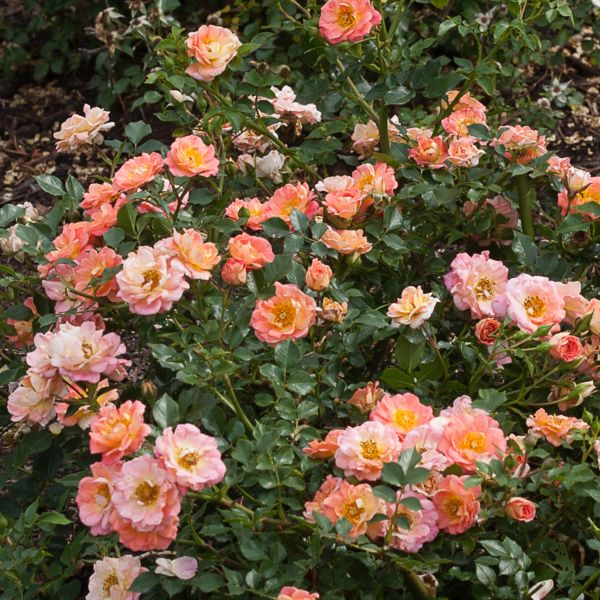 Oso Easy&reg; Strawberry Crush Shrub Rose