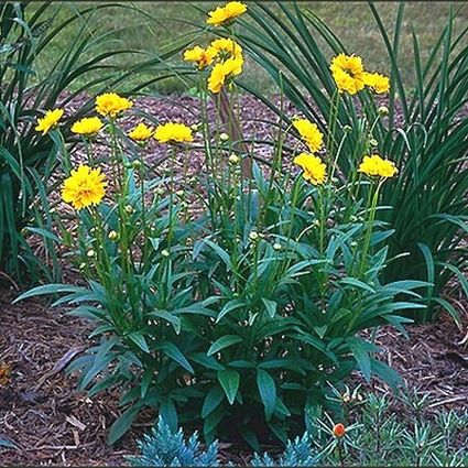 Early Sunrise Coreopsis