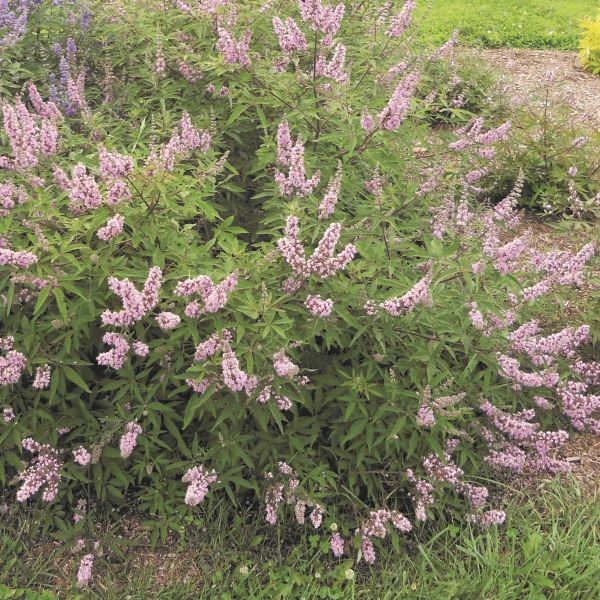 Pink Pinnacle&trade; Vitex Shrub