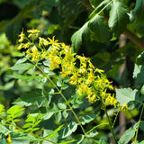 Golden Rain Tree