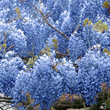 Blue Chinese Wisteria Tree