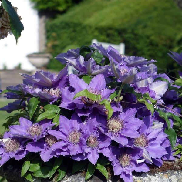 Bijou Clematis