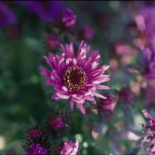 Purple Dome New England Aster