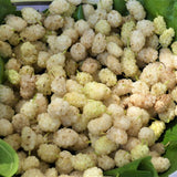 White Mulberry