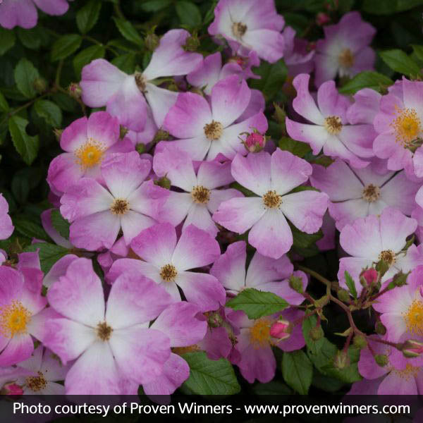 Oso Easy&reg; Fragrant Spreader Groundcover Rose