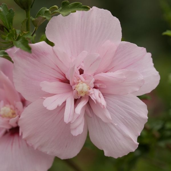 Pink Chiffon&reg; Rose of Sharon Tree Form