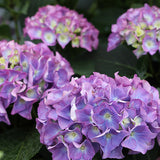 Cityline&reg; Rio Bigleaf Hydrangea