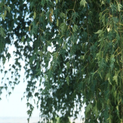 Weeping Cut Leaf Birch