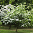 Kousa Dogwood