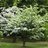 Kousa Dogwood