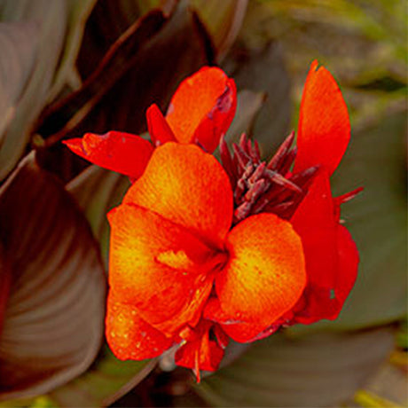 Cannova&reg; Bronze Scarlet Canna