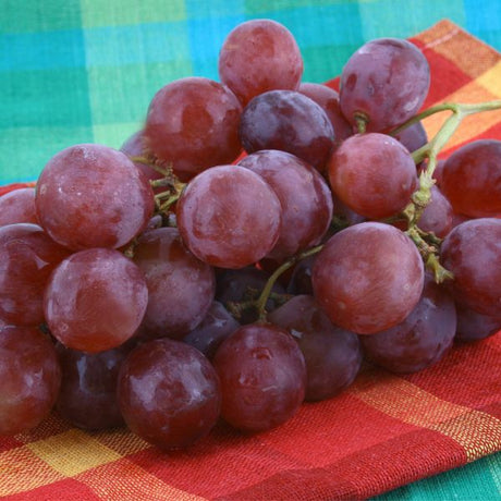 Einset Seedless Grape - Fruittree - Nature Hills Nursery - 