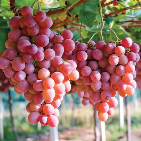 Einset Seedless Grape - Fruittree - Nature Hills Nursery - 