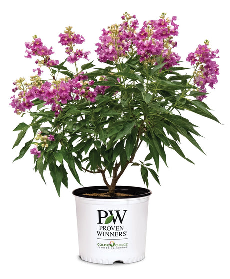 El Niño® Desert Orchid (Chitalpa tashkentensis 'NCXC1'), a shrub featuring pink, purple flowers and deciduous.