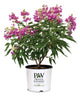 Plants Under $30