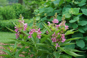El Niño® Desert Orchid (Chitalpa tashkentensis 'NCXC1') growing in a garden landscape, showing mature shrub form.
