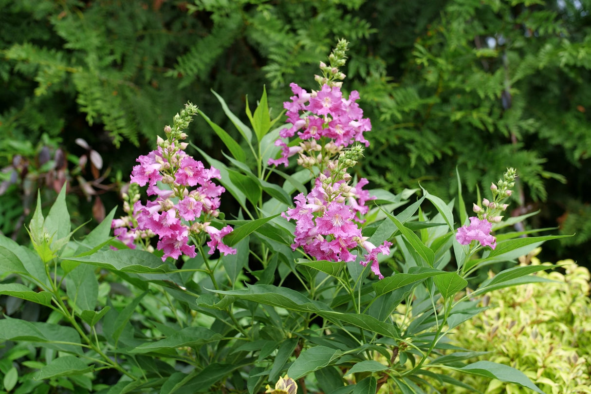 El Niño® Desert Orchid (Chitalpa tashkentensis 'NCXC1') planted in a residential landscape.