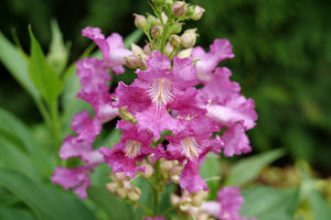 Close-up of pink, purple chitalpa flowers on El Niño® Desert Orchid blooming in late spring to early summer to late summer.