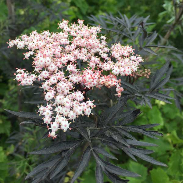 Black Lace Elderberry