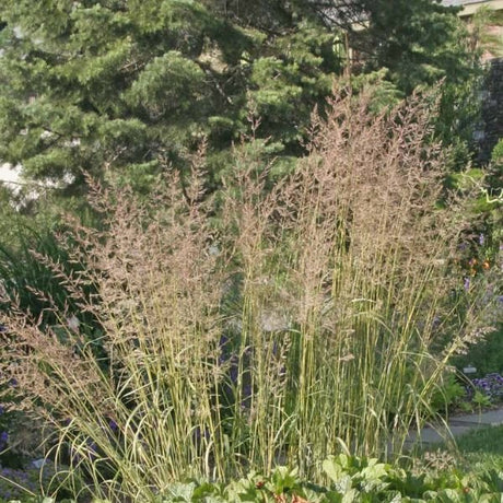 Eldorado Feather Reed Grass - Nature Hills Nursery - #1 Container - 