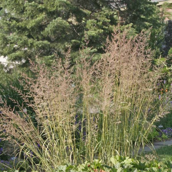 eldorado feather reed grass