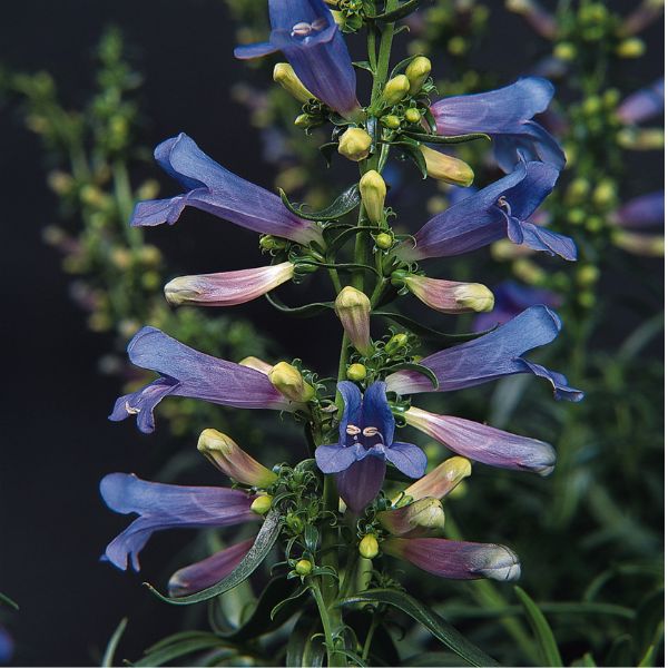 Electric Blue Beardtongue