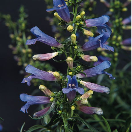 Electric Blue Beardtongue - Nature Hills Nursery - #1 Container - 