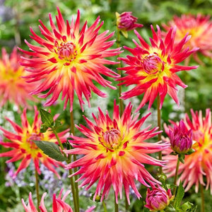 Electric Flash Dahlia - Nature Hills Nursery - 3 Pack Bulbs - 